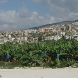 Damour : une plantation de bananiers